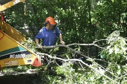 tree services Buckeye Lake
